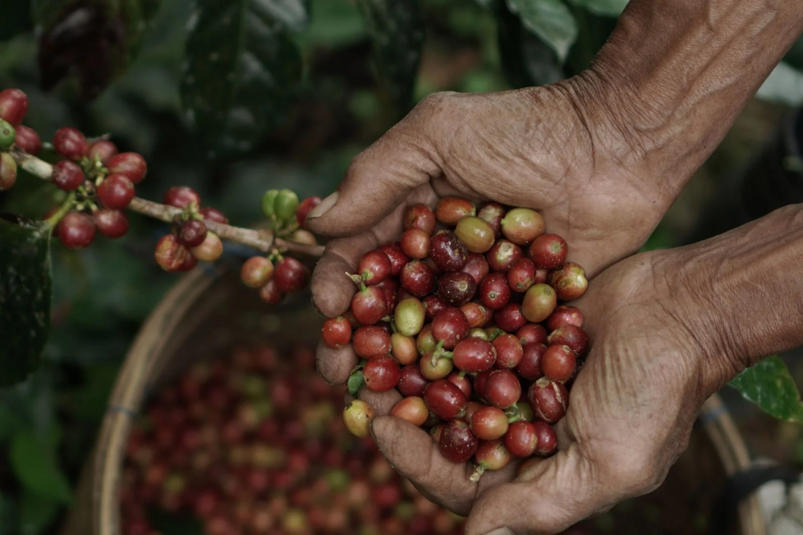 Coffee Plantation
