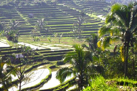 Rice Trekking